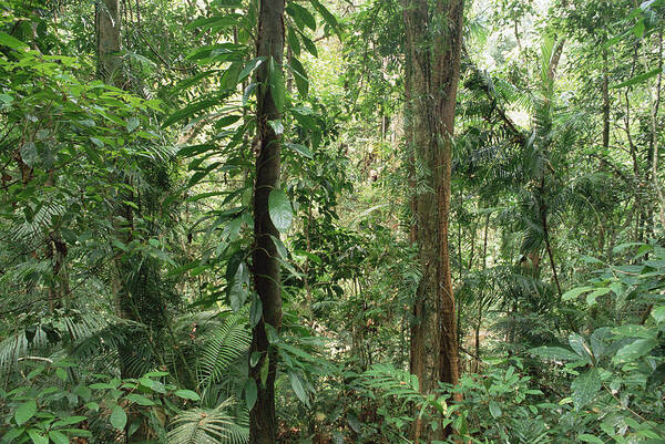 Feb0514 Poster featuring the photograph Tropical Rainforest Bellenden Ker by Gerry Ellis