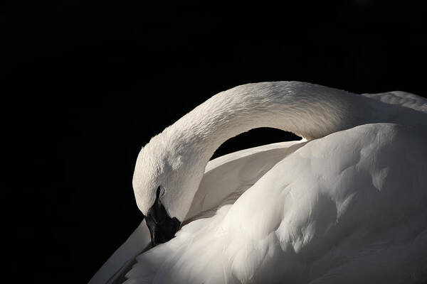 Swan Poster featuring the photograph Trumpeter by Karol Livote