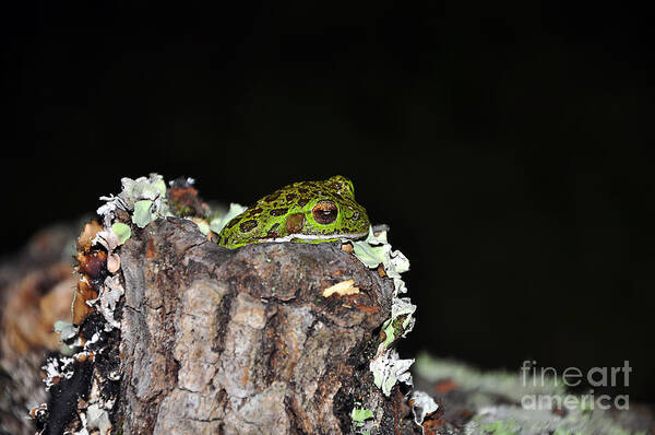 Barking Tree Frog Poster featuring the photograph Tuckered Tree Frog by Al Powell Photography USA
