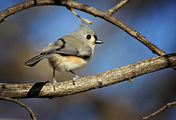 backyard Birds Poster featuring the photograph Tufted Titmouse - 1 by Lana Trussell