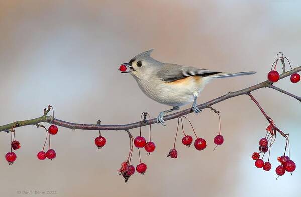 Tufted Titmouse Poster featuring the photograph Tufted Titmouse with Red Berry by Daniel Behm