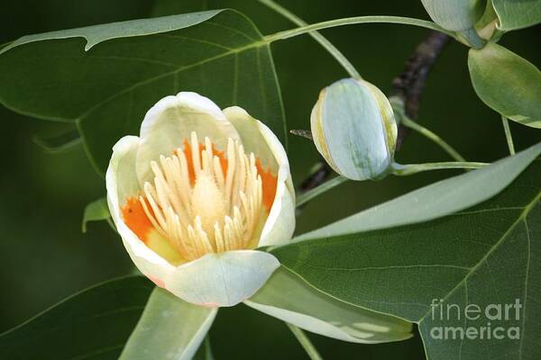 Tulip Tree Poster featuring the photograph Tulip 2 by Jim Gillen