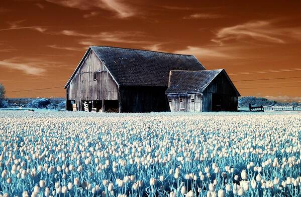 Barn Poster featuring the photograph Tulip Barn by Rebecca Parker