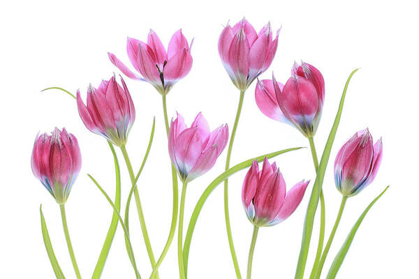 Tulip Poster featuring the photograph Tulip Blush by Mandy Disher