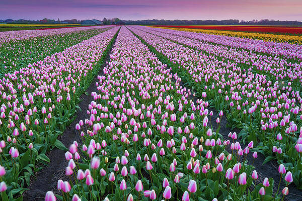 Scenics Poster featuring the photograph Tulip Fields In The Netherlands At Dusk by Peter Zelei Images