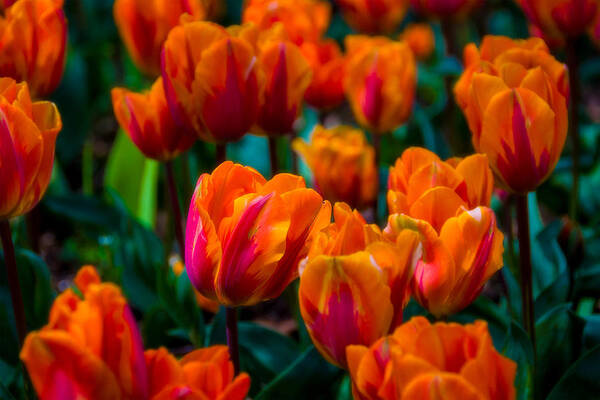 Tulips Poster featuring the photograph Tulip Glow by Larry Goss