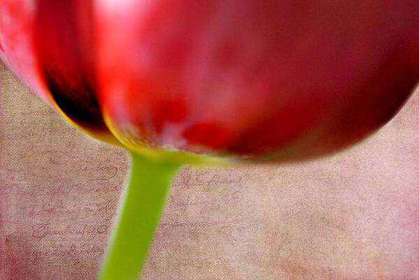 Tulip Poster featuring the photograph Tulip by Kathy Williams-Walkup