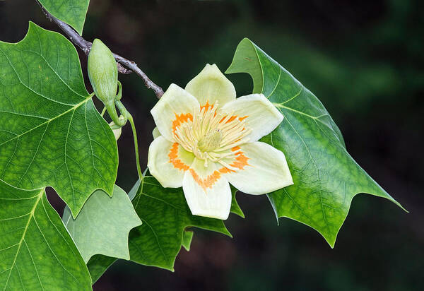 Tulip Tree Poster featuring the photograph Tulip Tree by Jim Zablotny