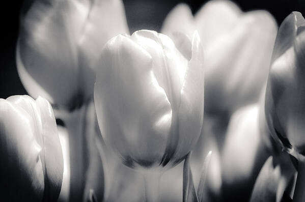 Silver Poster featuring the photograph Tulip Two by Craig Perry-Ollila