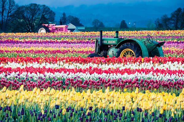 Brian Bonham Poster featuring the photograph Tulips And Tractors by Brian Bonham