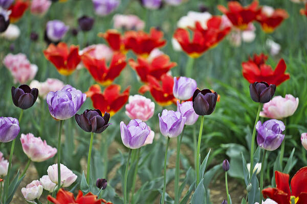 Garden Poster featuring the photograph Tulips by Ivan Slosar