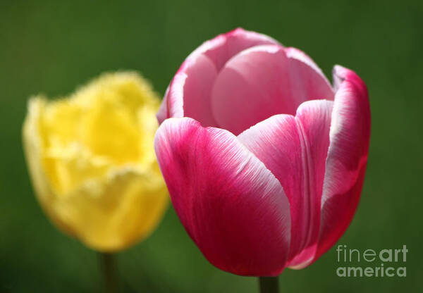 Tulip Poster featuring the photograph Tulips by Jeff Breiman