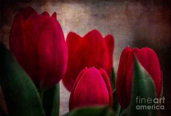 Tulips Poster featuring the photograph Tulips by Judy Wolinsky