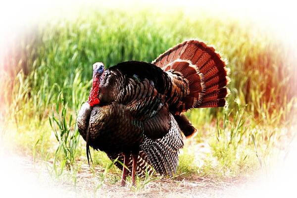 Turkey Poster featuring the photograph Turkey at sunrise by Shirley Heier