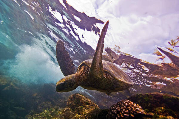 Underwater Poster featuring the photograph Turtle by Douglas Klug