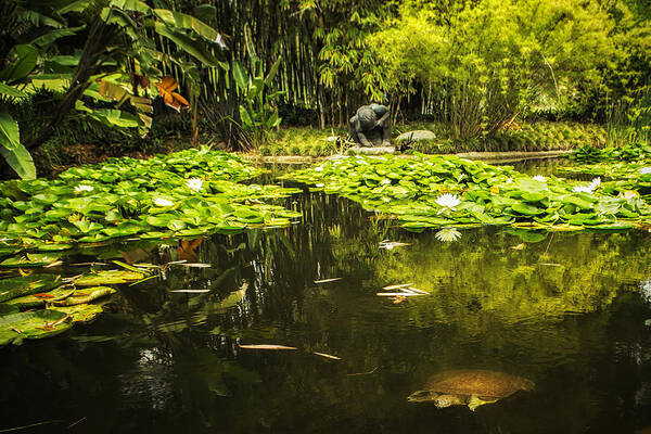 Lily Pond Poster featuring the photograph Turtle in a Lily Pond by Belinda Greb