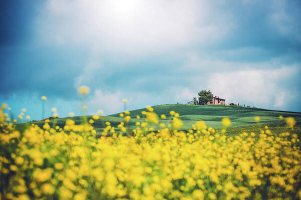 Scenics Poster featuring the photograph Tuscany Canola Field by Borchee