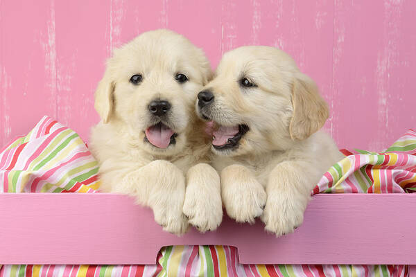 Two Poster featuring the photograph Twin White Labs In Pink Basket by MGL Meiklejohn Graphics Licensing