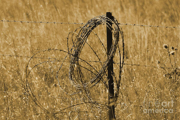 Fence Poster featuring the photograph Twisted - Sepia by Mary Carol Story