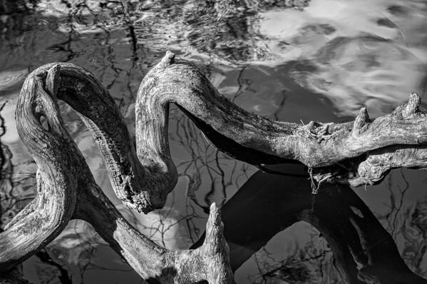 Tree Poster featuring the photograph Twisted Tree Root - BW by Carolyn Marshall