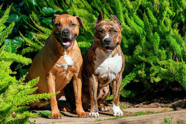 Adult Poster featuring the photograph Two American Staffordshire Sitting by Zandria Muench Beraldo