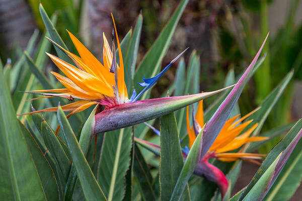 Two Poster featuring the photograph Two Birds of Paradise by Pierre Leclerc Photography