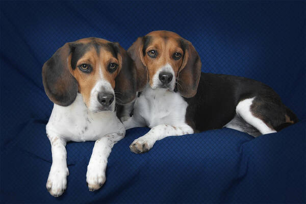 Beagles Poster featuring the photograph Two Brothers by Alexandra Till
