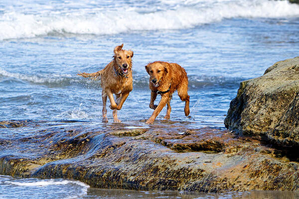 del Mar Poster featuring the photograph Two Golden Retriever Dogs Running on Beach Rocks by Good Focused