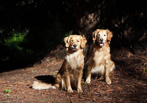 Adventure Poster featuring the photograph Two Golden Retrievers Taking by Zandria Muench Beraldo