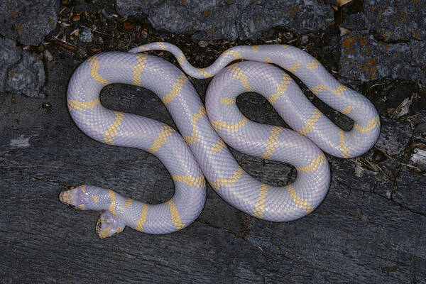 Albinic Poster featuring the photograph Two-headed Albino Kingsnake by Karl H. Switak