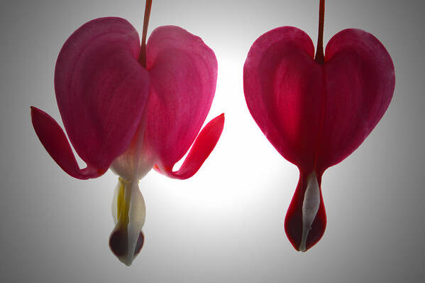 Bleeding Heart Poster featuring the photograph Two Hearts. by Terence Davis