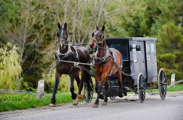 Horse Poster featuring the photograph Two Horses And Covered Buggy by Henry Kowalski