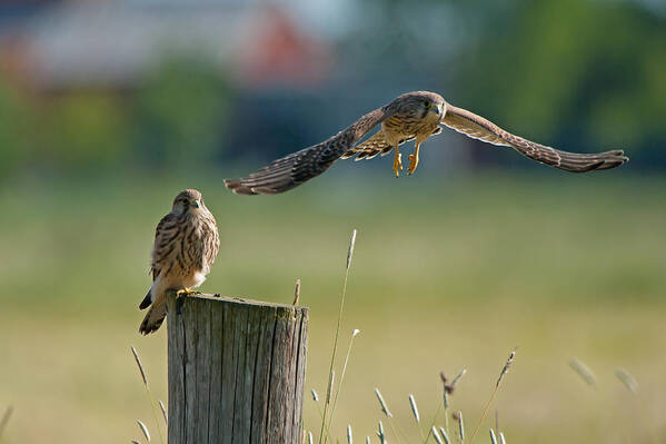 Kestrel Poster featuring the photograph Two of a kind leaving one behind by Torbjorn Swenelius
