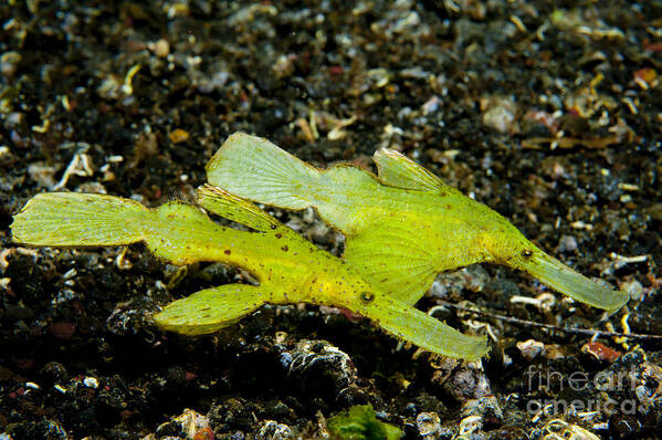 Osteichthyes Poster featuring the photograph Two Robust Ghost Pipefish In Volcanic by Steve Jones