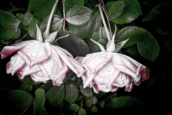 Roses Poster featuring the photograph Two Roses hanging by Bonnie Willis