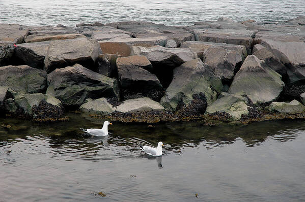 Two Seagulls Poster featuring the photograph Two Seagulls by Dorin Adrian Berbier