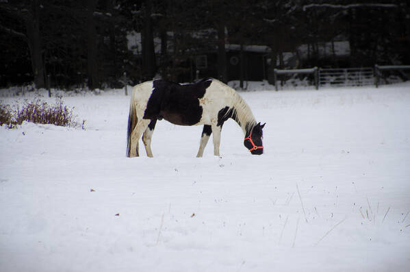 Two Poster featuring the photograph Two Toned Horse in the Snow by Bill Cannon