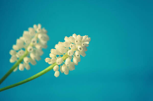 Two Objects Poster featuring the photograph Two White Grape Hyacinth Flowers by Photo By Ira Heuvelman-dobrolyubova