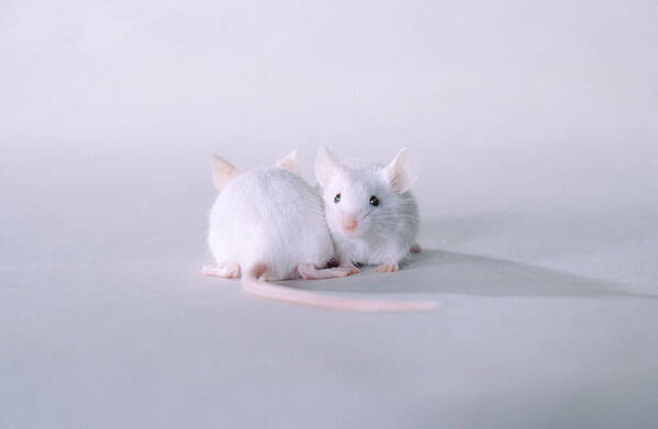 Pet Mouse Poster featuring the photograph Two White Mice by Carolyn A. McKeone