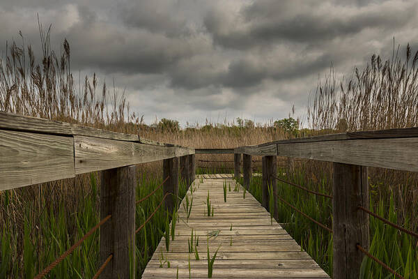 Nature Poster featuring the photograph Under The Boardwalk by Jonathan Davison