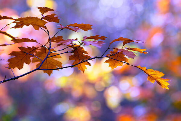 Autumn Poster featuring the photograph United Colours of Autumn II by Roeselien Raimond