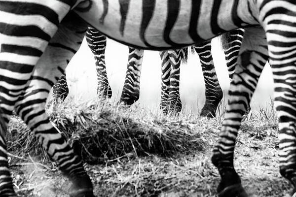 Zebra Poster featuring the photograph Untitled by Mohammed Alnaser