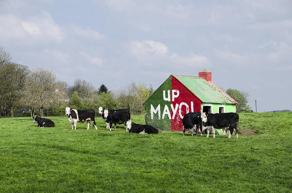 Mayo Poster featuring the photograph Up Mayo by Bill Cannon