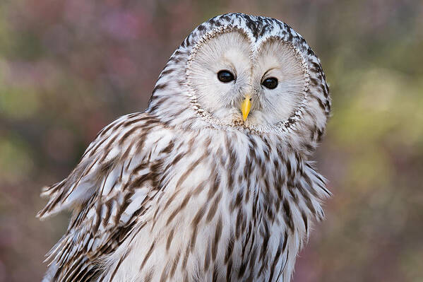 Charleston Center For Birds Of Prey Poster featuring the photograph Ural Owl by Chris Smith