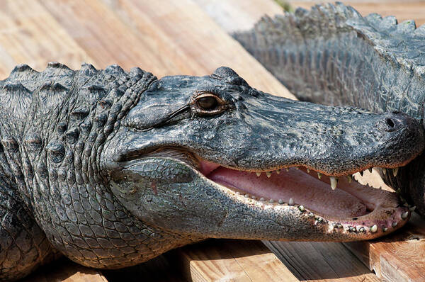 Alligator Poster featuring the photograph USA, Florida Gatorland, Florida by Michael Defreitas