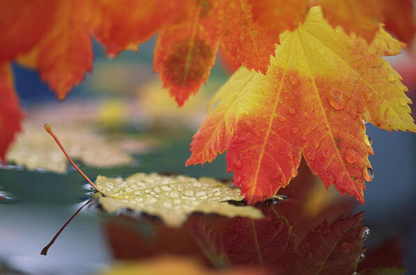 Autumn Poster featuring the photograph USA, Washington, Bellingham, Close-up by Jaynes Gallery
