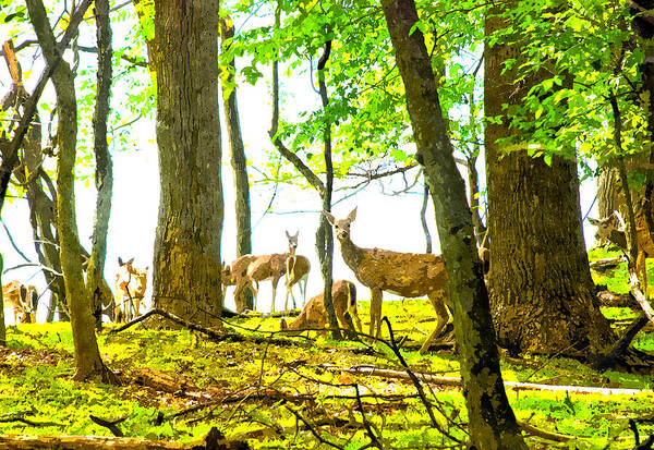 Watercolor Poster featuring the digital art Valley Forge Deer by Rick Mosher