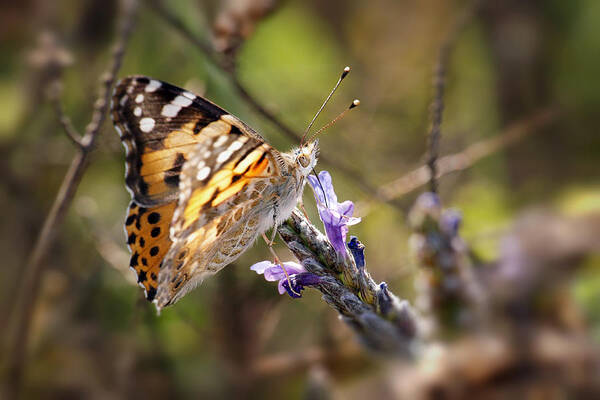 Painted Lady Poster featuring the photograph Vanessa Cardui II by Meir Ezrachi