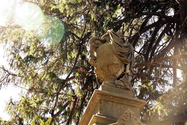 Tree Poster featuring the photograph Veiled Urn by Felix Concepcion