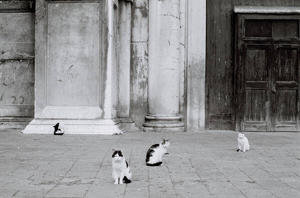 Cat Poster featuring the photograph Cats Of Venice by Shaun Higson